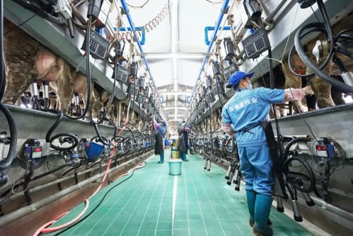 新乳業(yè)發(fā)布業(yè)績預(yù)告 上半年收入預(yù)計(jì)同比增長超60%，數(shù)字技術(shù)服務(wù)驅(qū)動(dòng)強(qiáng)勁增長